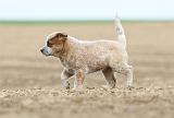 BOUVIER AUSTRALIEN 254